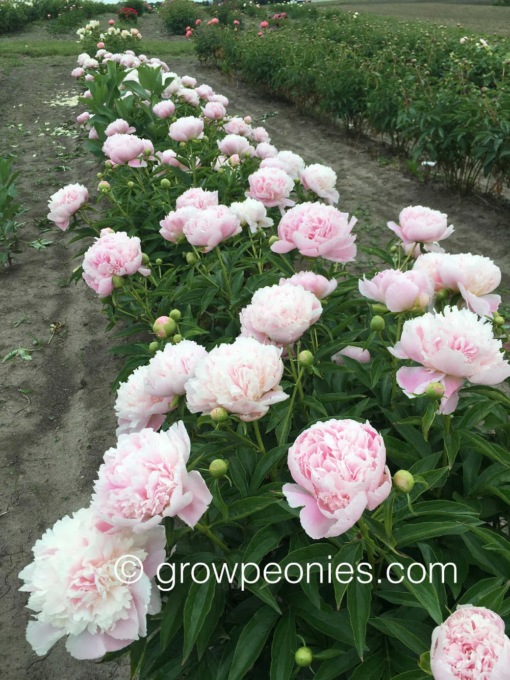 pink-pearl-peony-flower-field-row.jpg
