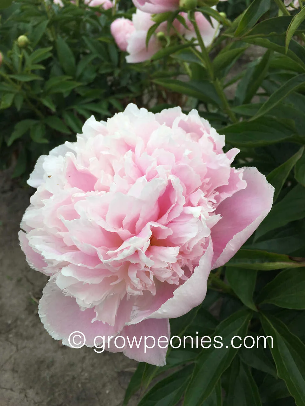 pink-pearl-peony-flower-side-view.jpg