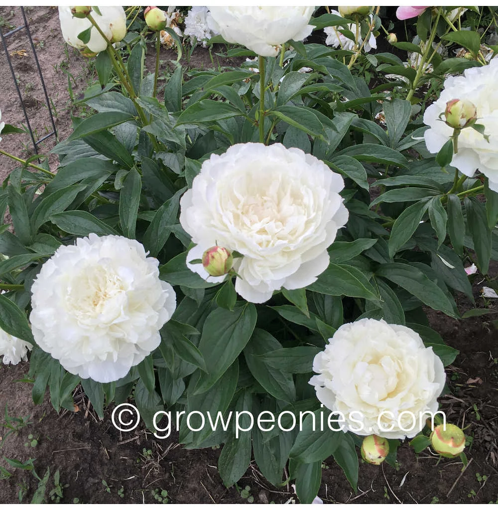 elaine-nelson-peony-flower-cluster.jpg