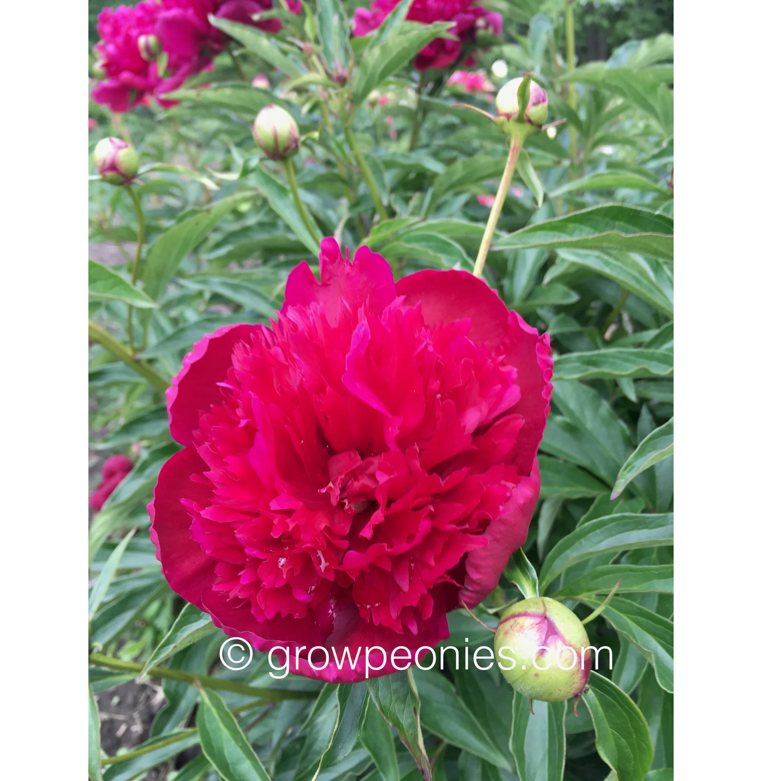 wine-red-peony-flower.jpg