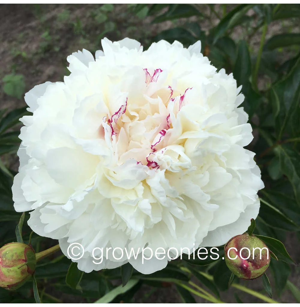 evening-star-peony-flower.jpg