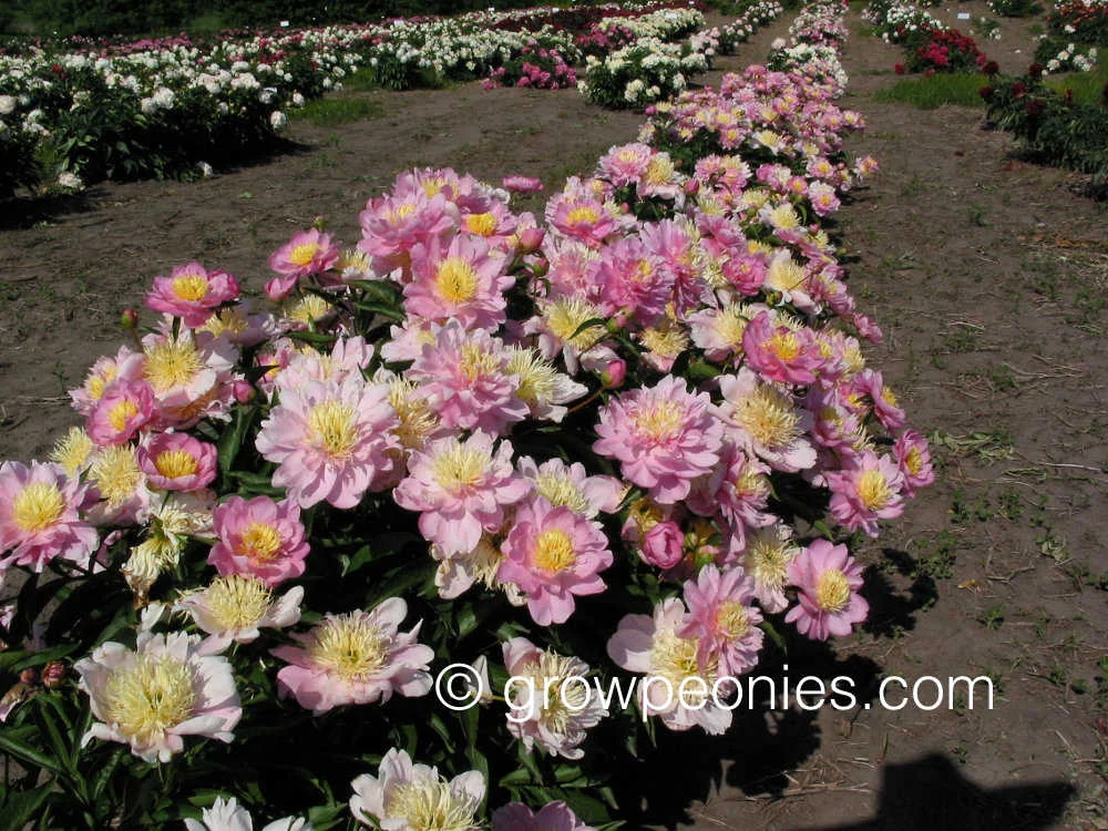 nippon-gold-peony-blossom.jpg
