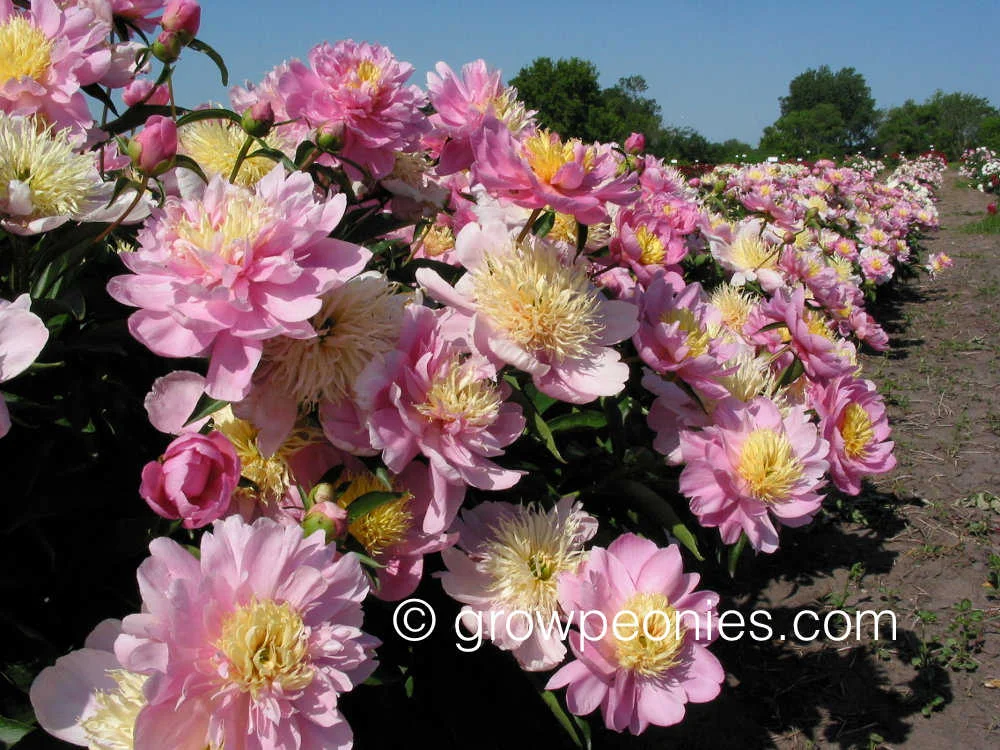 nippon-gold-peony.jpg