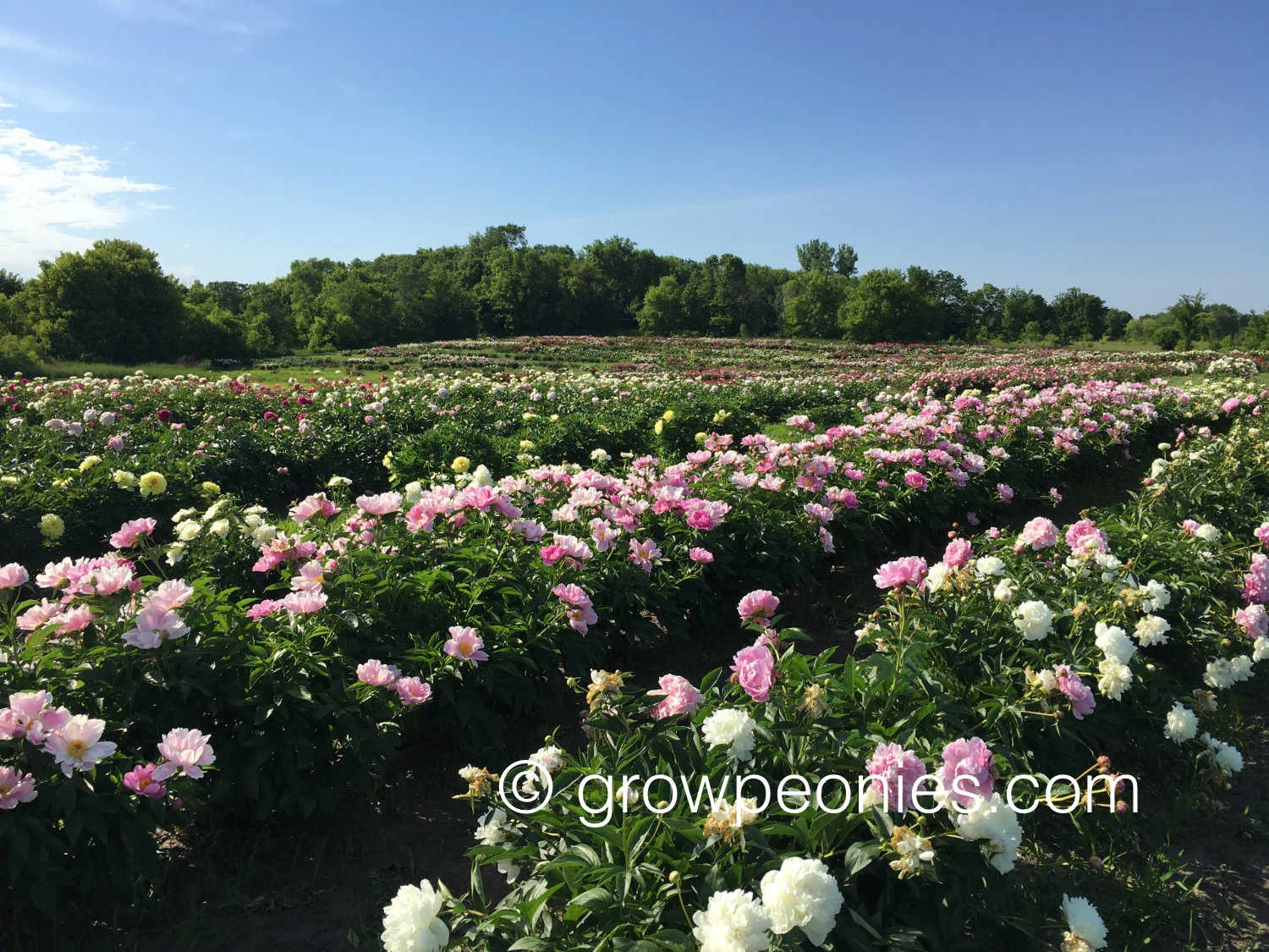 Our fields bloom whether ants are present or not.