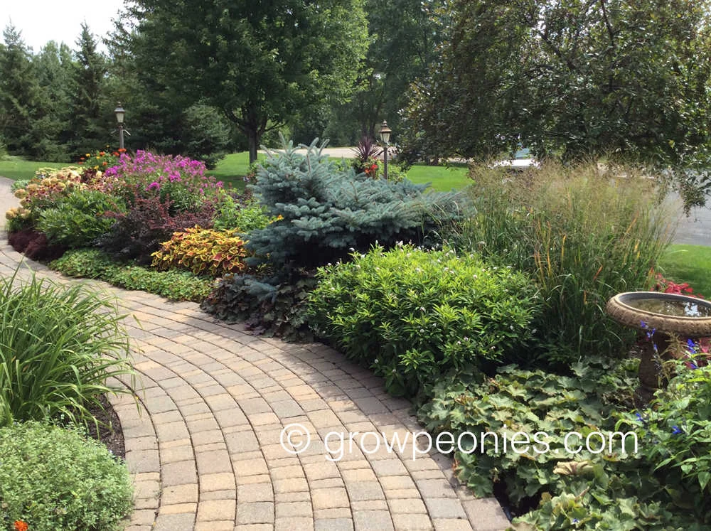 Peonies thrive if given ample space and full sun.