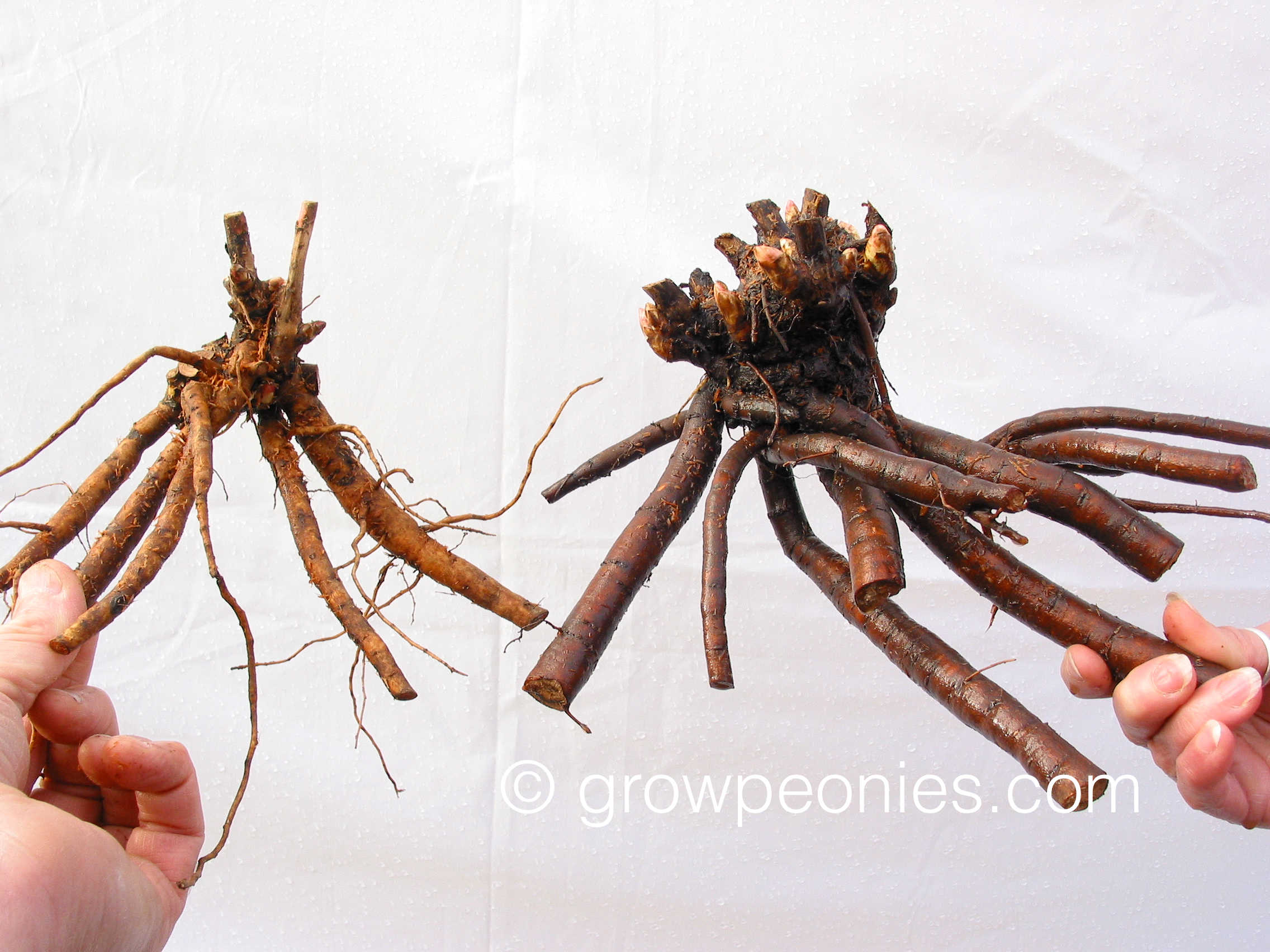 Which root has the greater capacity to produce a bloom the first season?