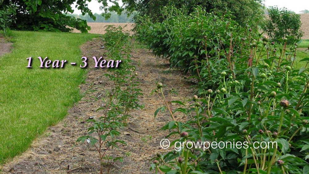 One year and three year old plants.