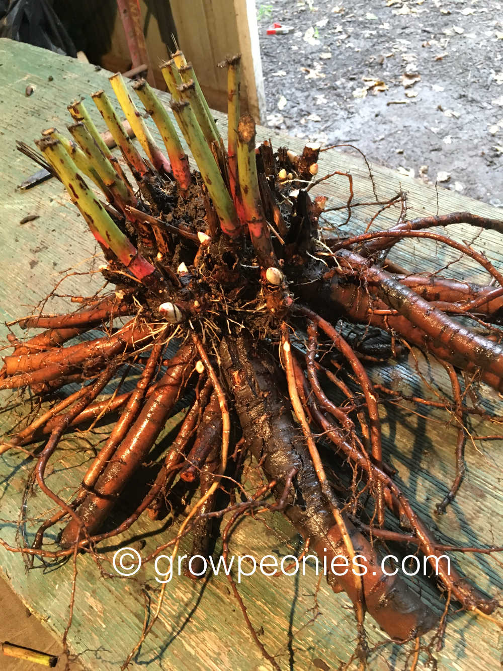 Notice the 'eyes' (dormant buds) are about one to two inches below the soil line.