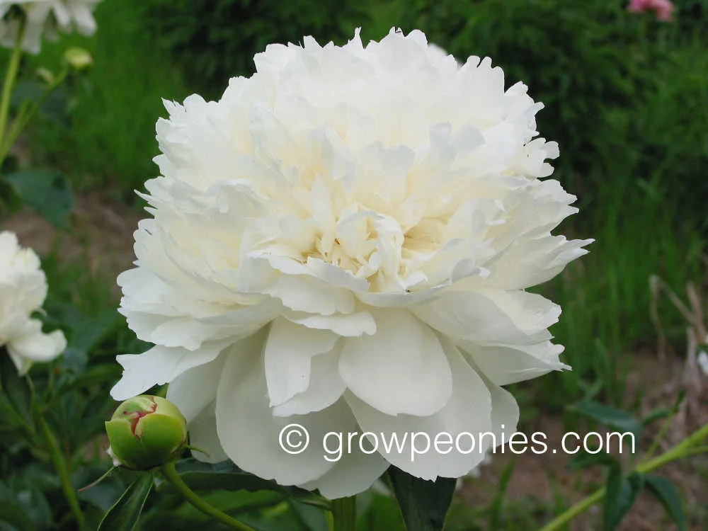 henry-sass-peony-close-up.jpg