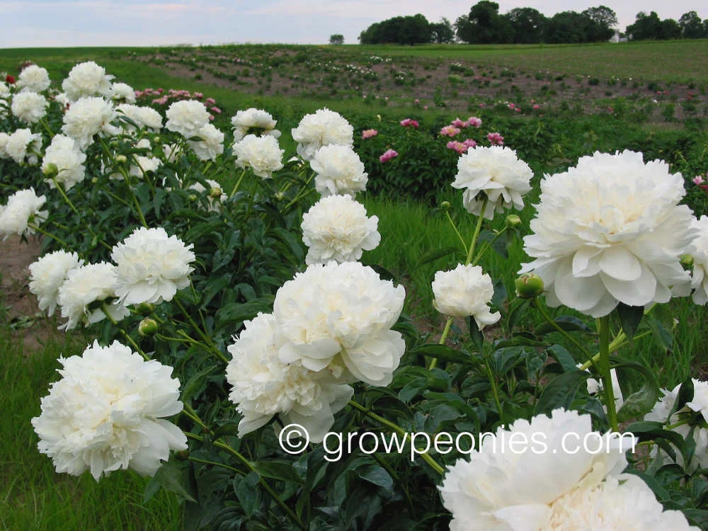 henry-sass-peony-row.jpg