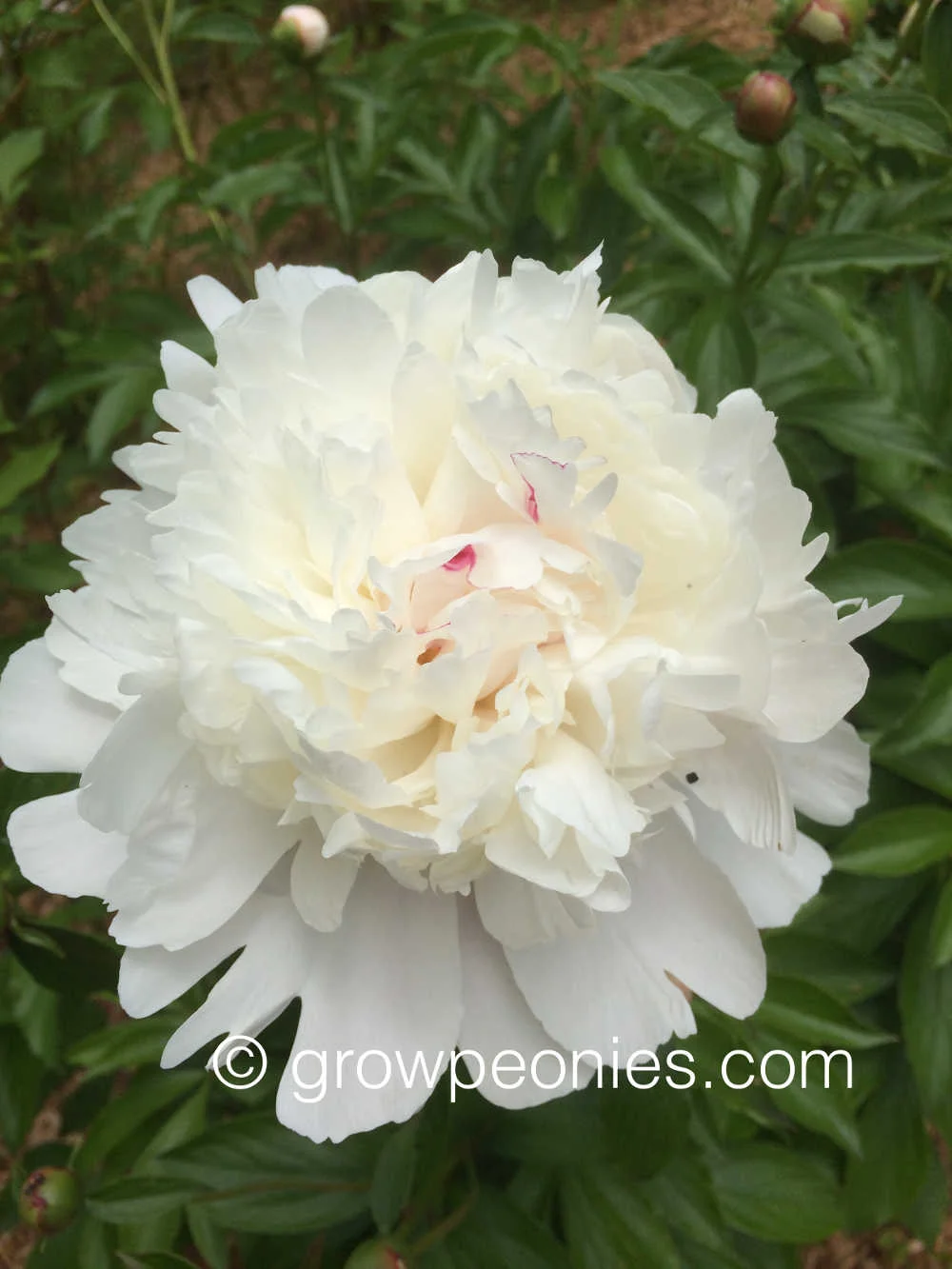festiva-maxima-peony-close-up.jpg