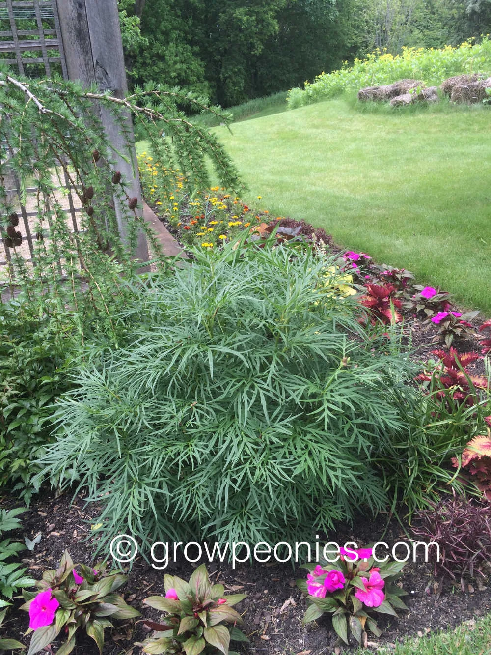 little-red-gem-foliage.jpg