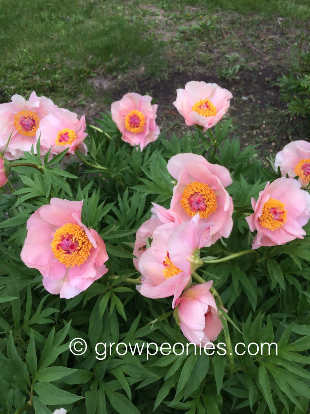 nosegay-peony-blossoms.jpg