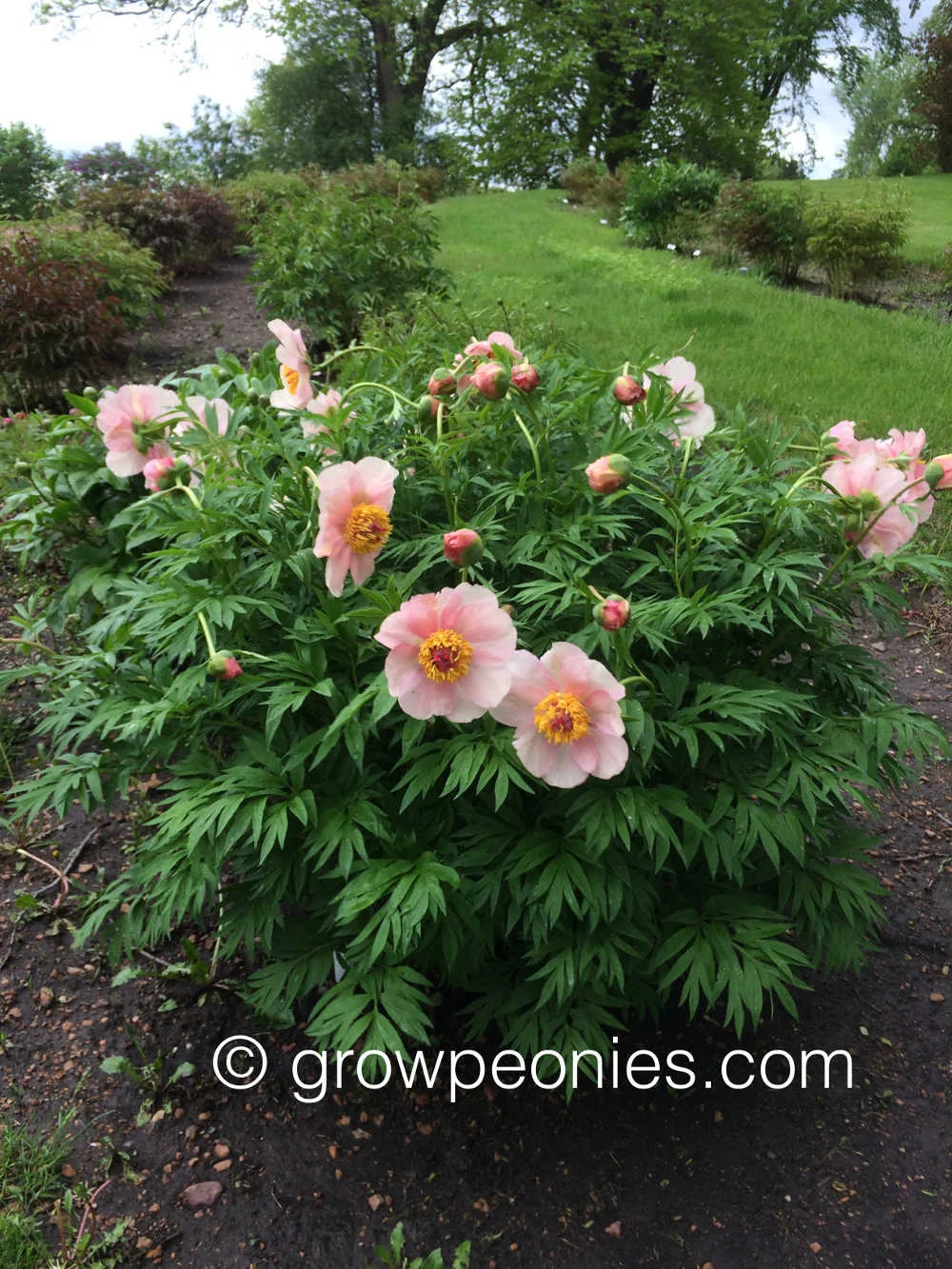 nosegay-peony-bush.jpg