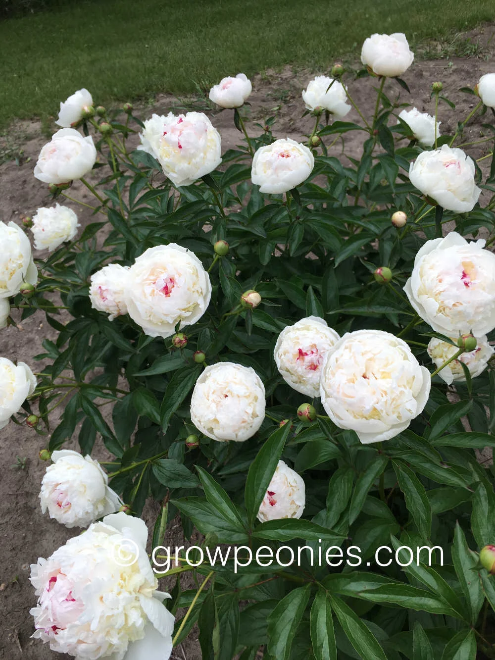 madame-de-verneville-peony-bush 2.jpg
