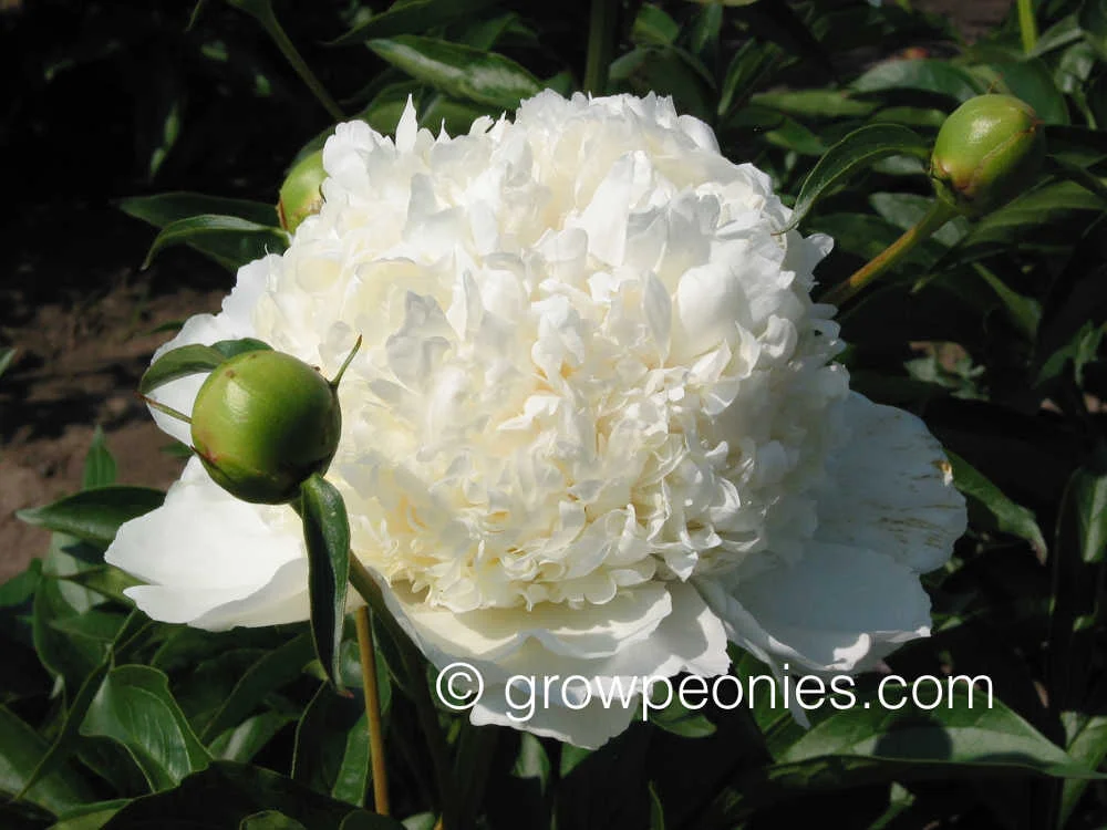 capital-dome-peony-enlarged.jpg