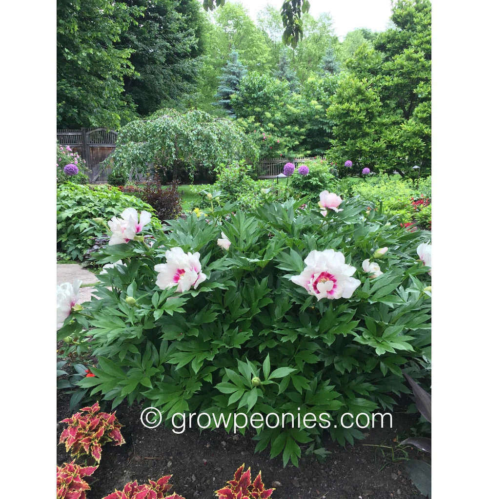cora-louise-peony-plant.jpg
