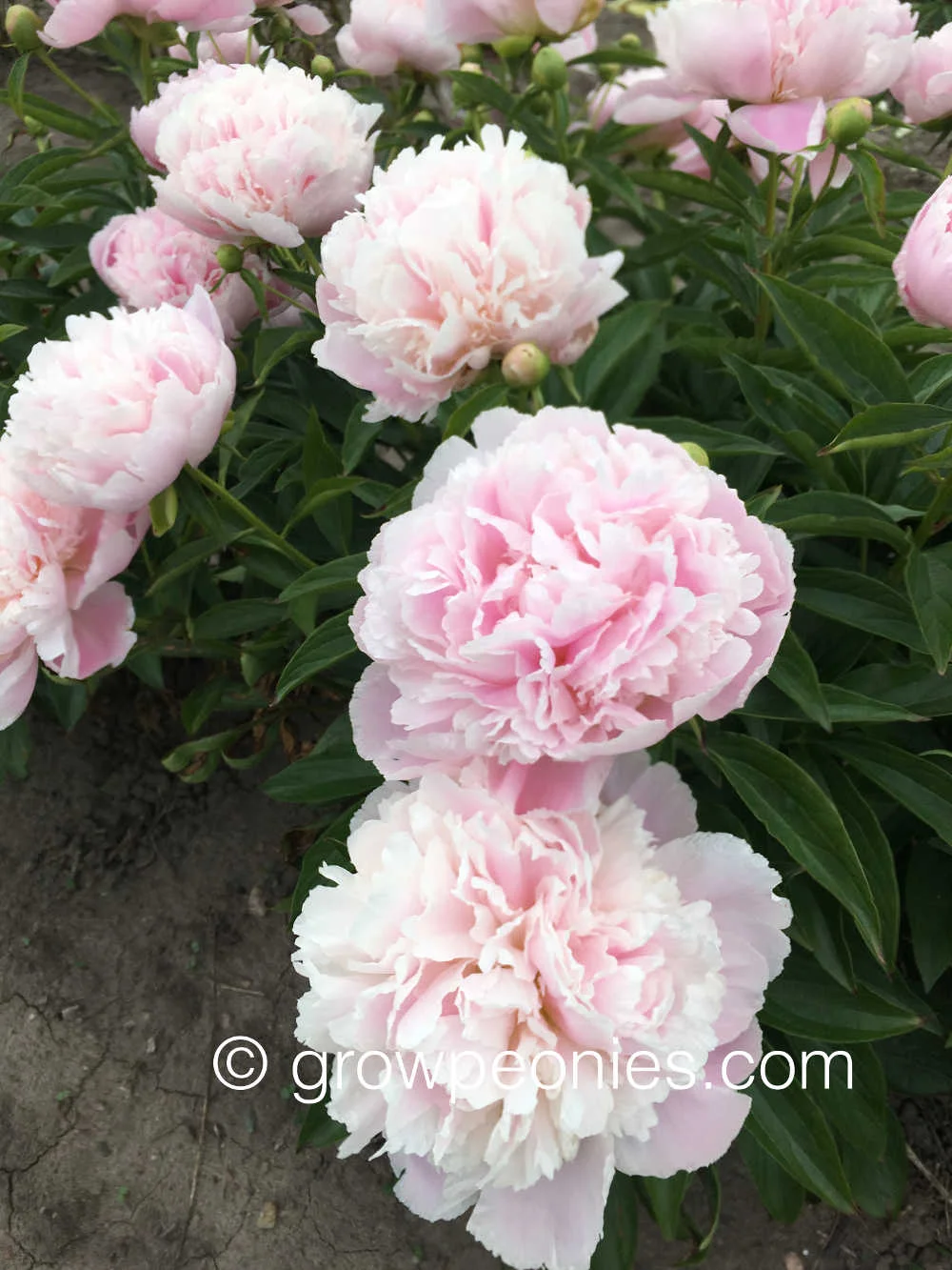 pink-pearl-peony-flower-field-block.jpg
