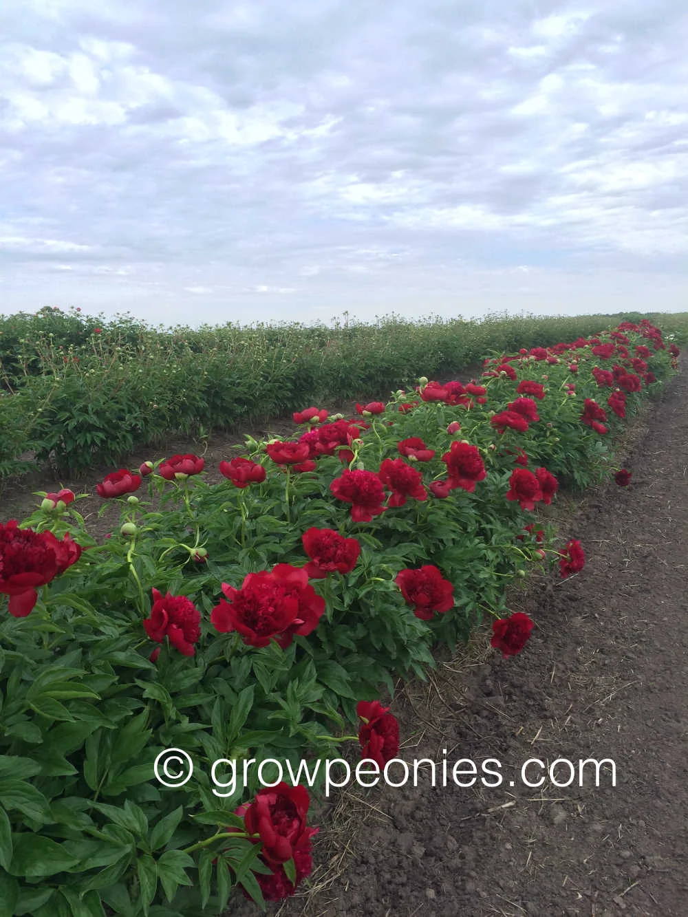 red-charm-peony-flower-opening.jpg