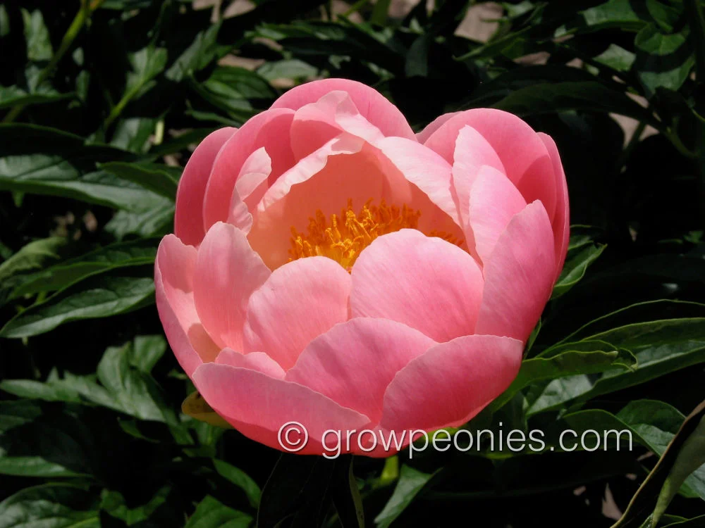 abalone-pearl-peony-closeup.jpg
