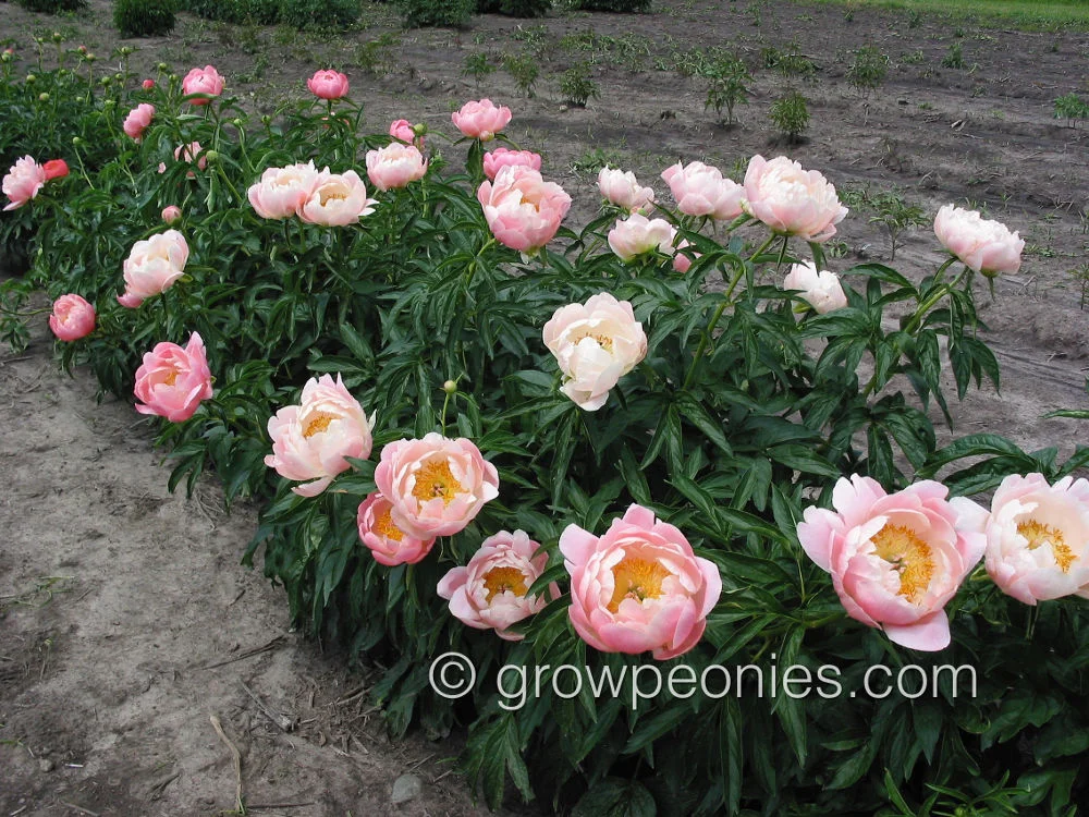 abalone-pearl-peony-field-row.jpg