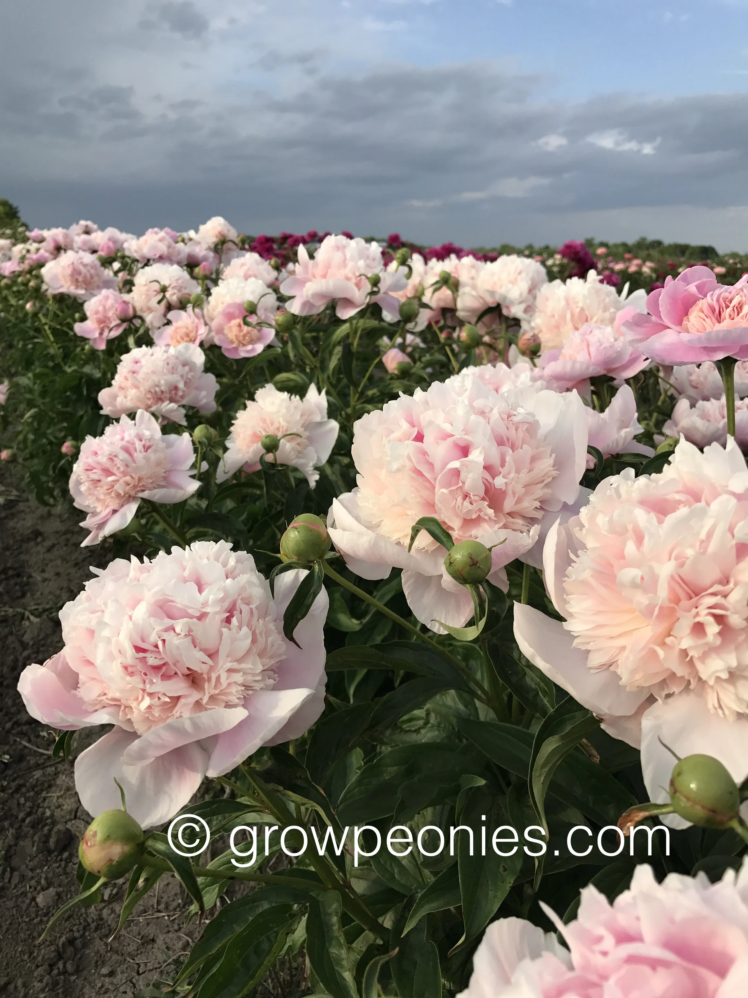 pink-chiffon-peony-flower-cluster.jpg