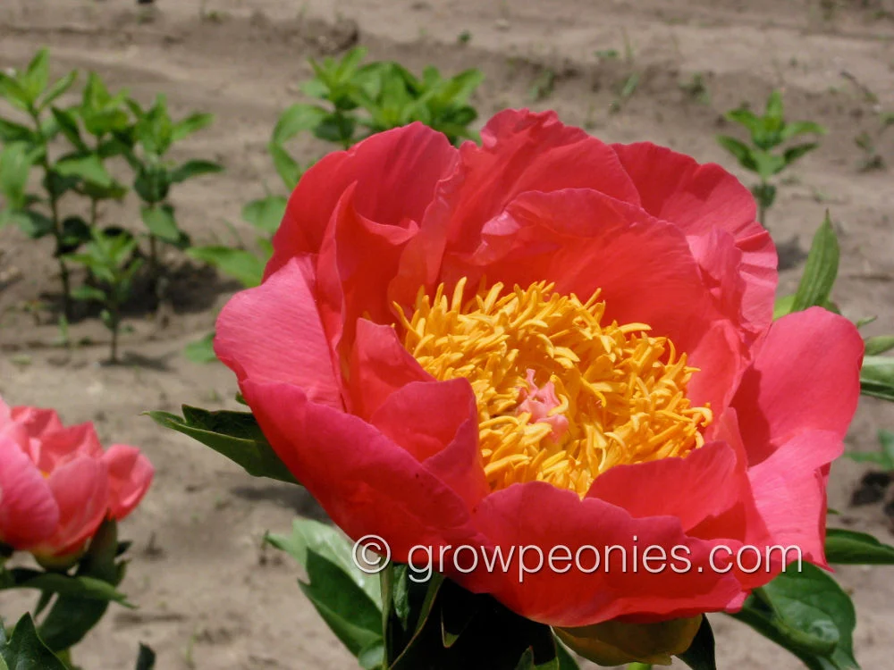 coral-n-gold-peony-close-up.jpg