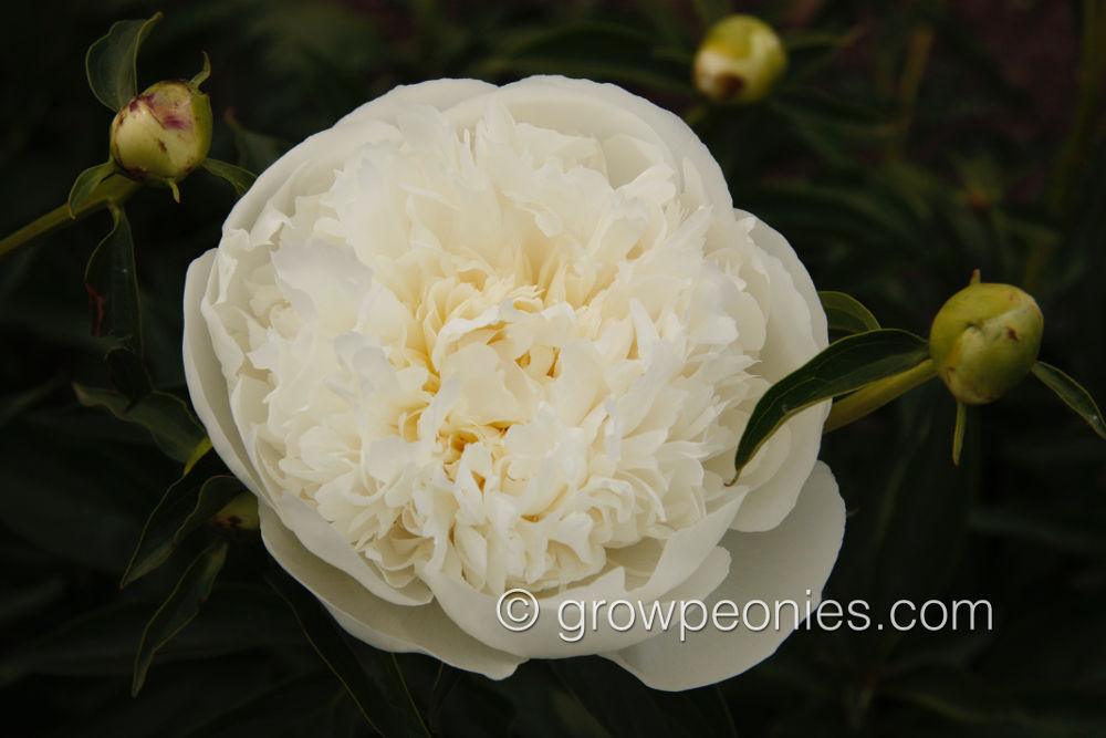 Duchesse De Nemours Peony Countryside Gardens Inc Peony Farm Duchesse De Nemours Peony Countryside Gardens Inc Peony Farm
