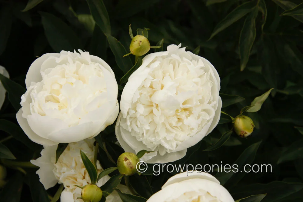 duchess-de-nemour-peony-cluster.jpg