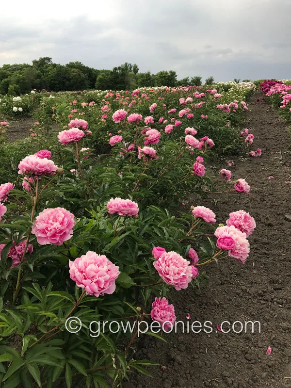virginia-mary-peony-row.jpg