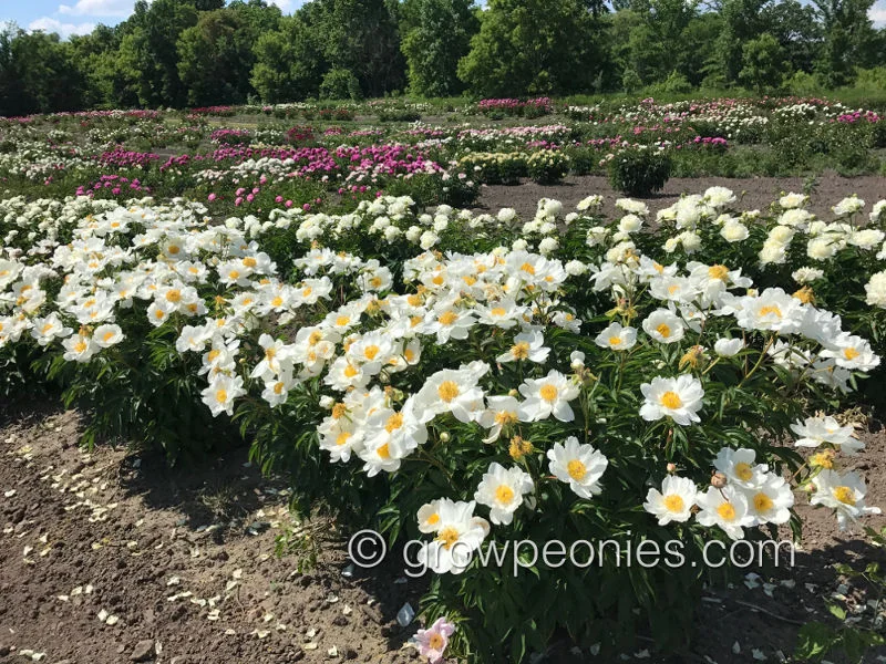 seedling-ld-2570-peony-1.jpg