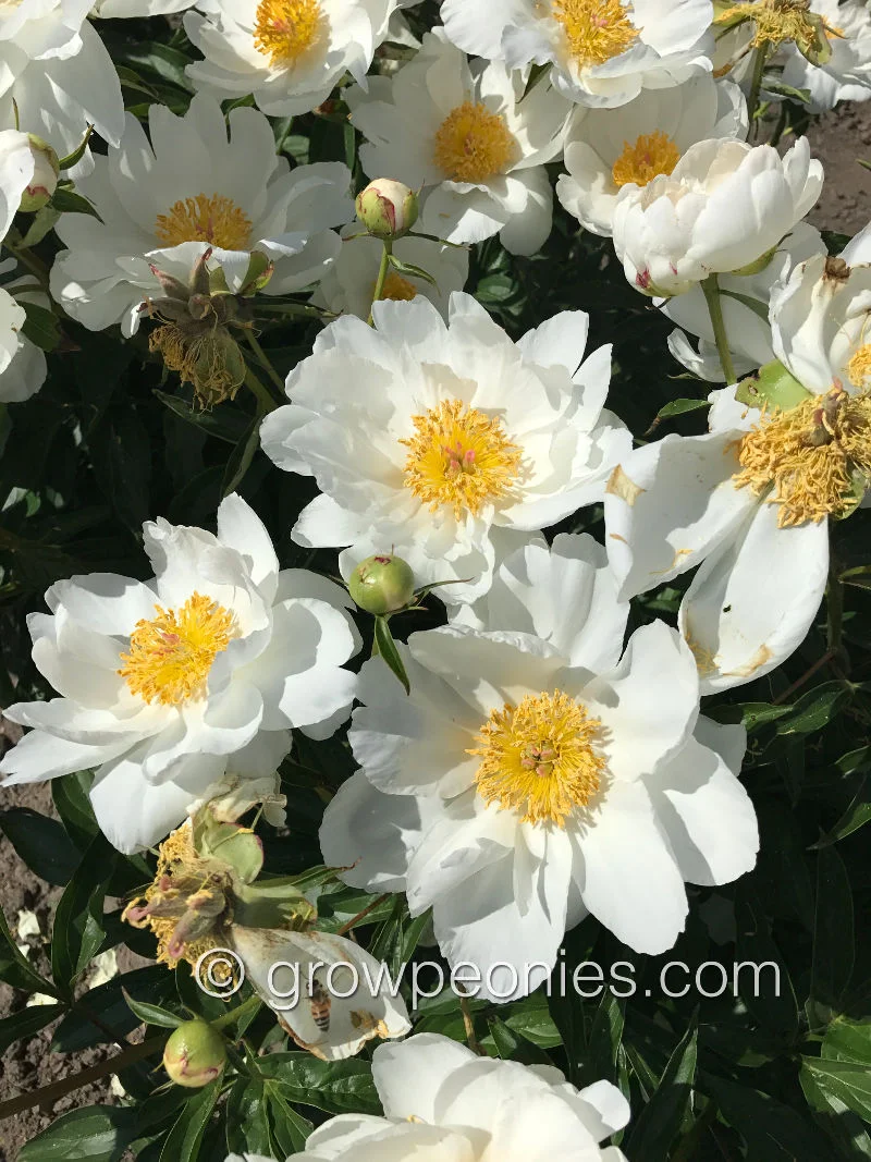 seedling-ld-2570-2.jpg