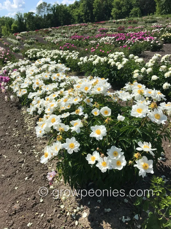 seedling-ld-2570-5.jpg