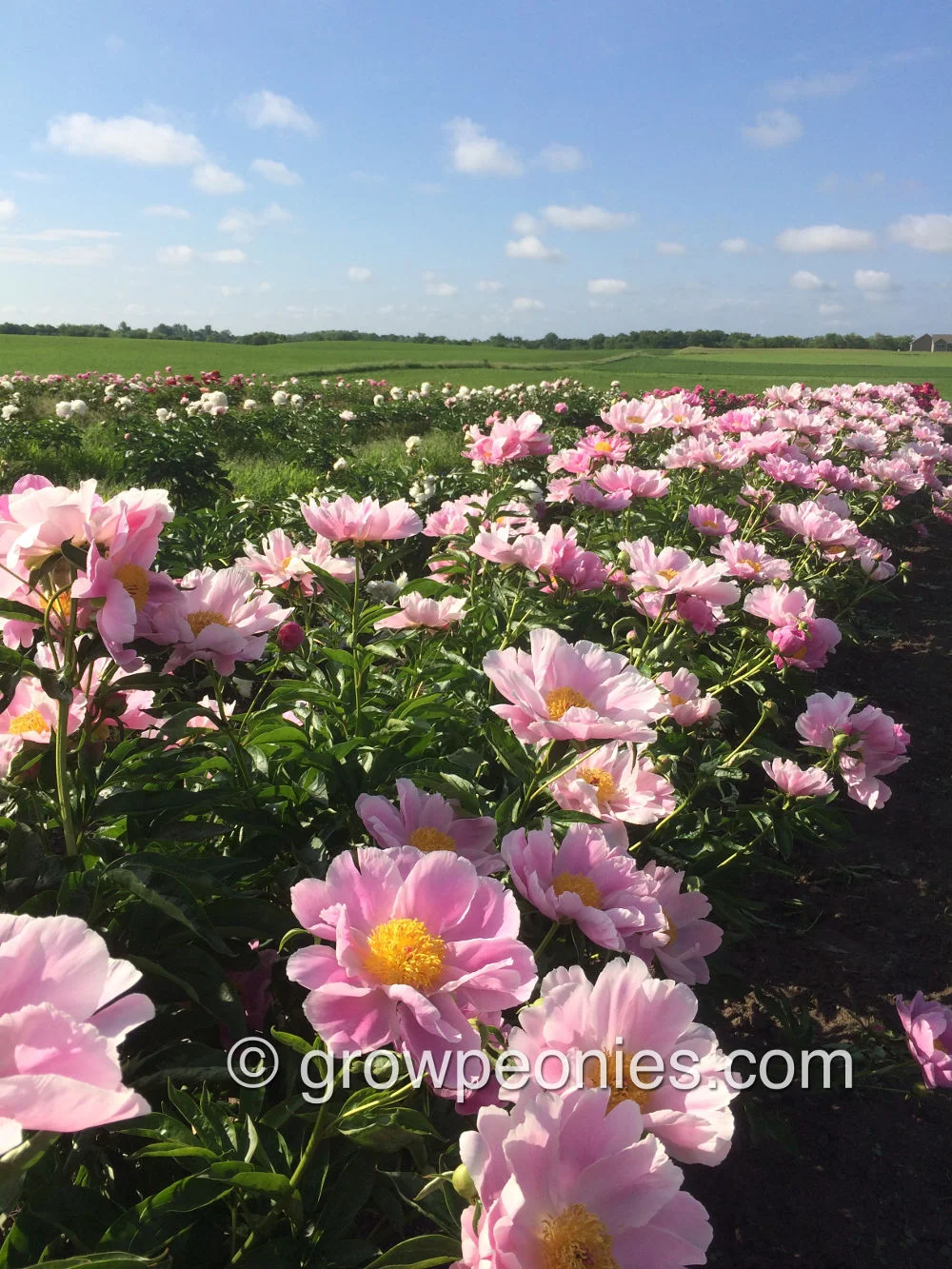 seedling-ld-2644-peony-row.jpg