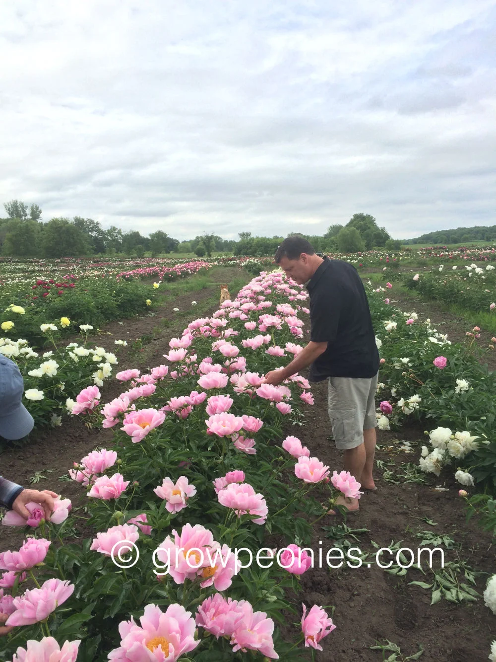 seedling-2644-peony-field-row.jpg