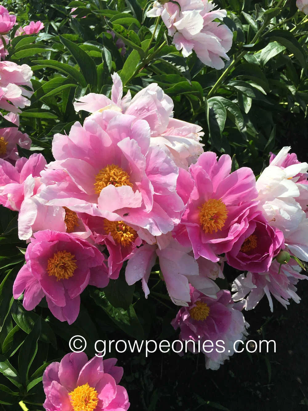 seedling-sing-pink-flower-cluster-enlarged.jpg