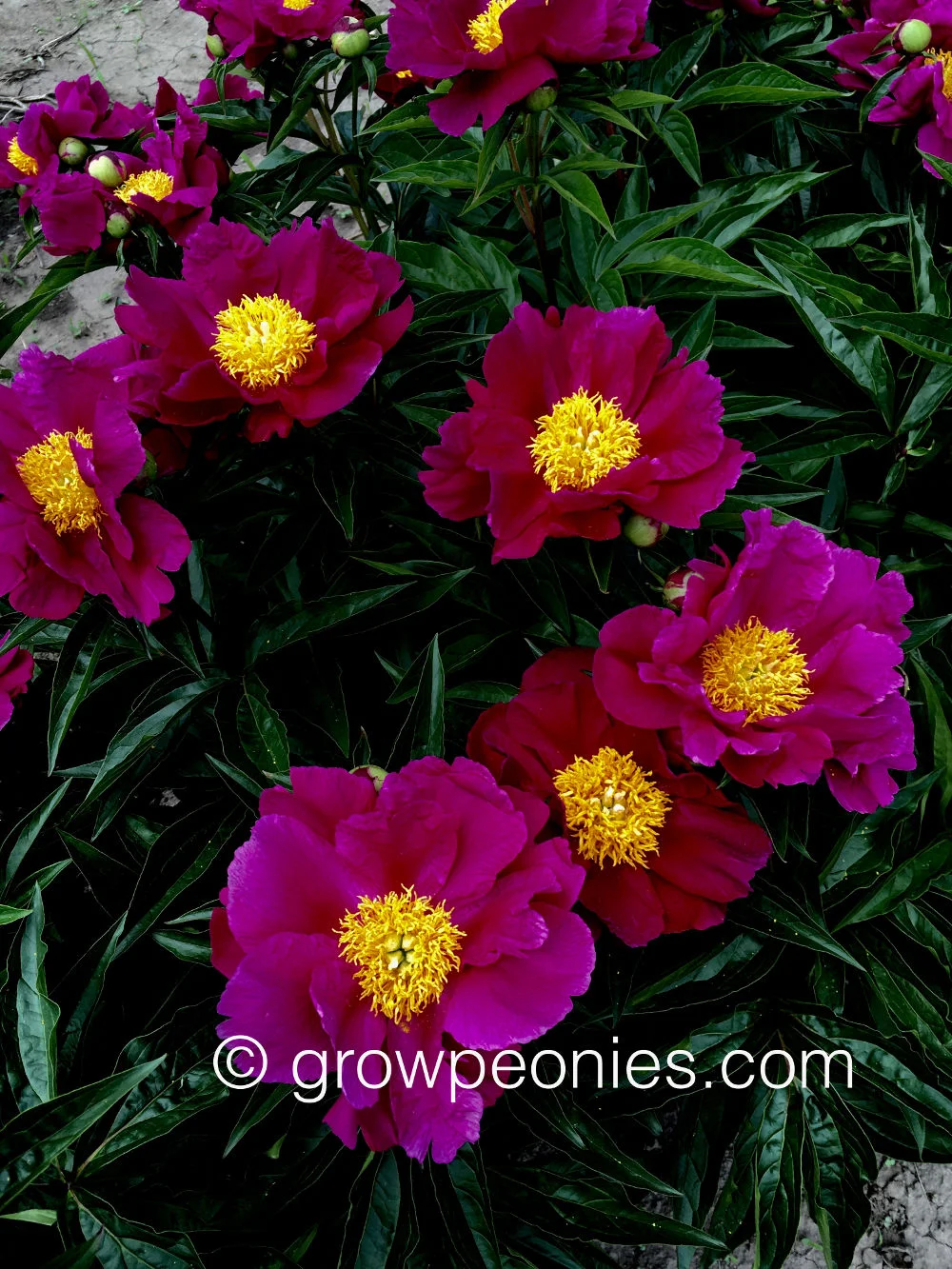seedling-2434-peony.jpg