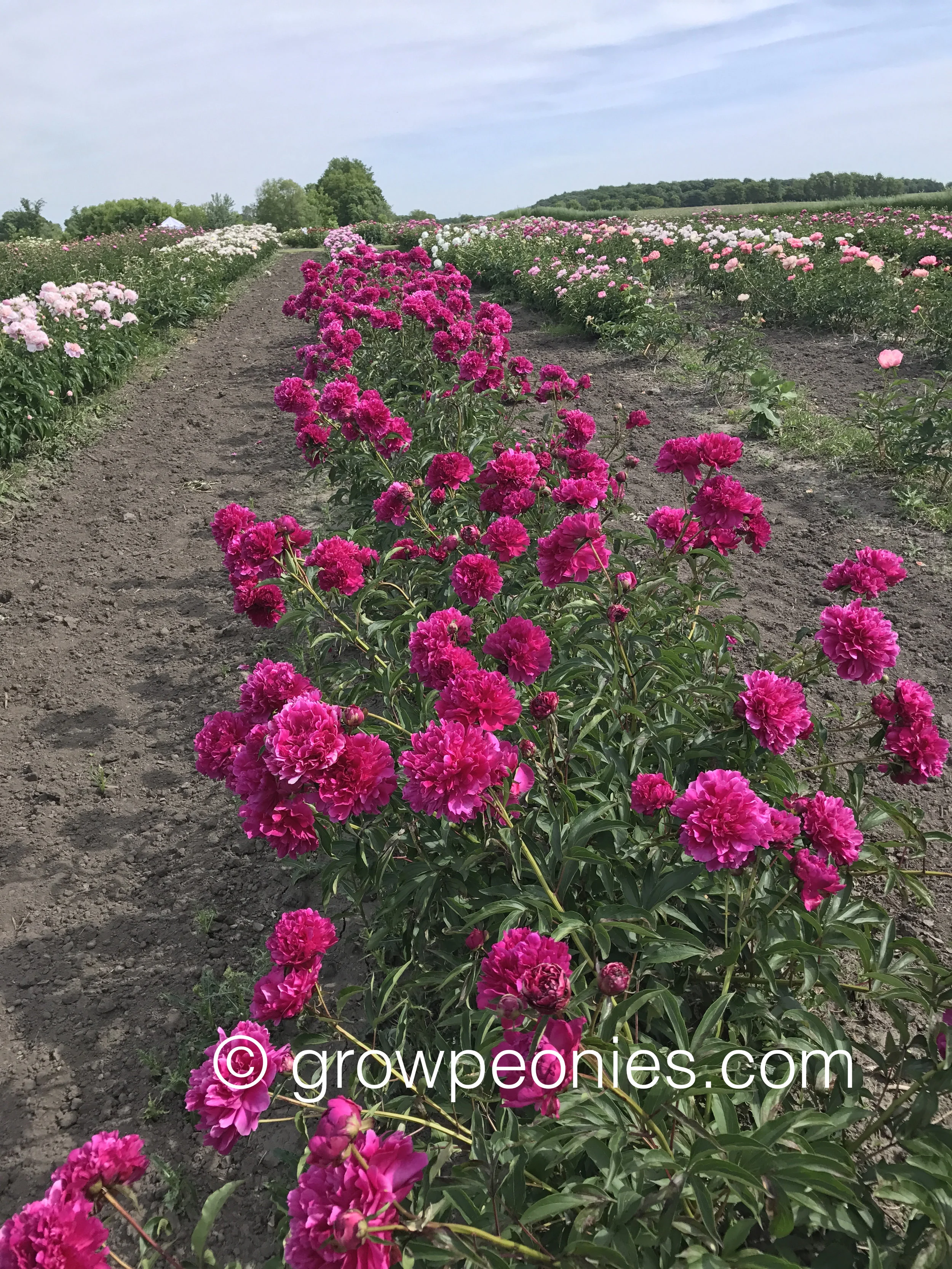 ej-friesen-peony-row.jpg