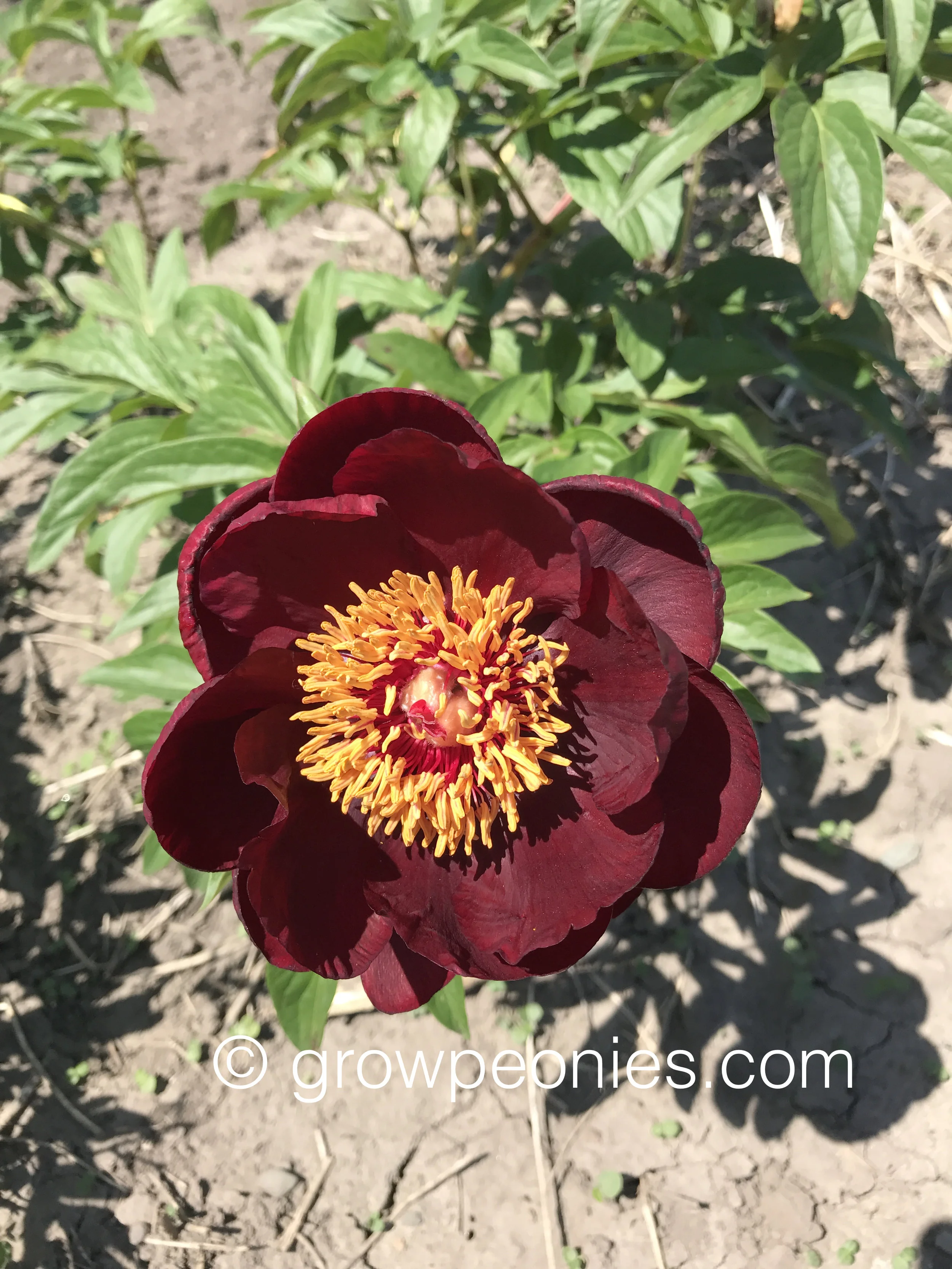 chocolate-soldier-peony-closeup.jpg