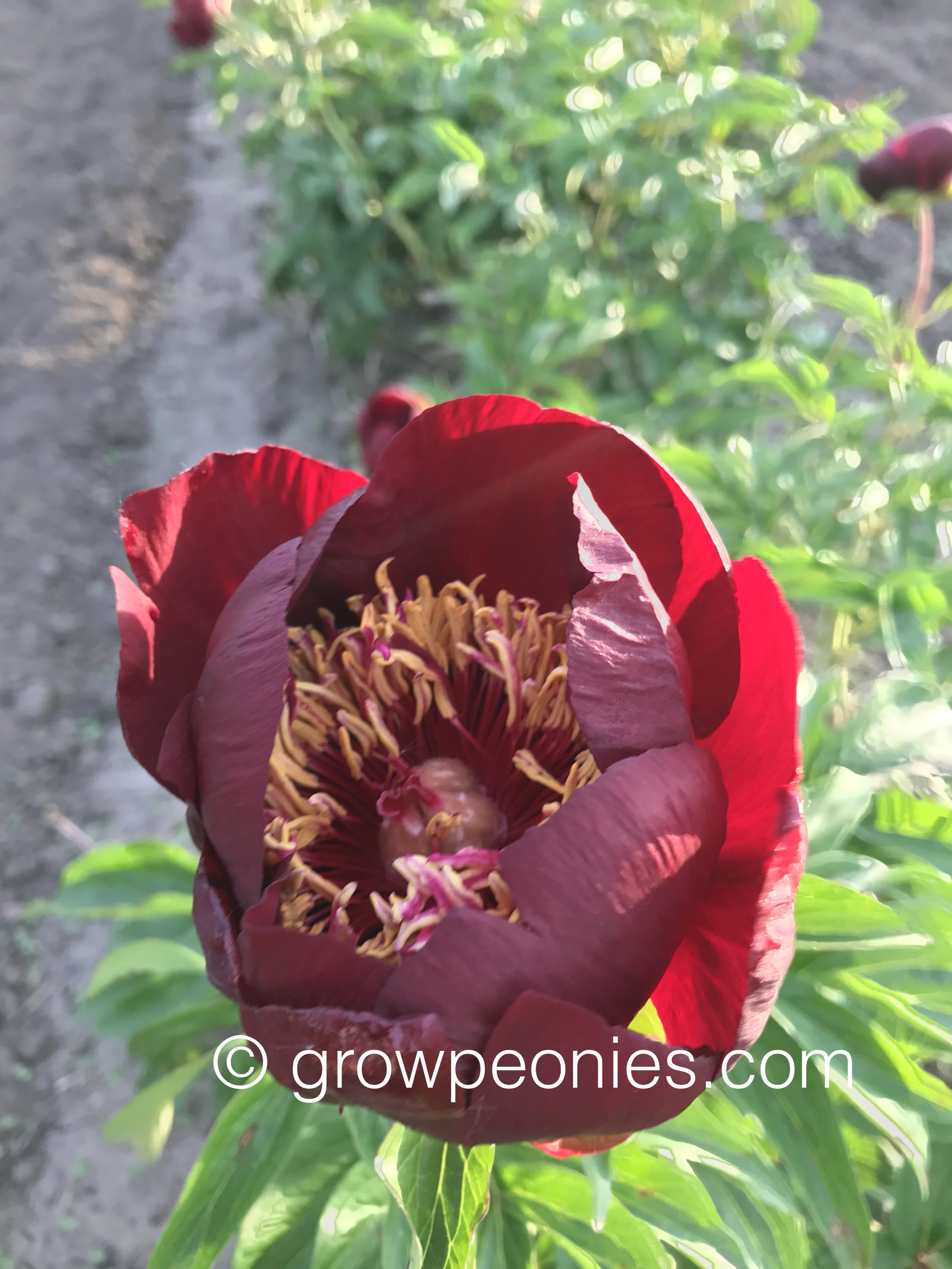chocolate-soldier-peony-flower.jpg