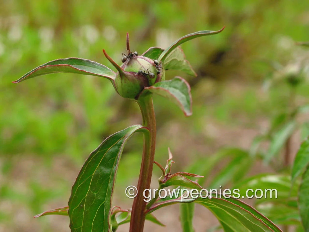 ants-on-peony-buds.jpg
