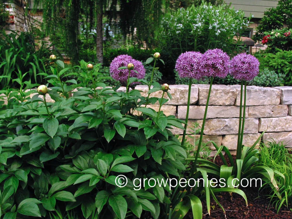 duluth-peony-gardenjpg.jpg