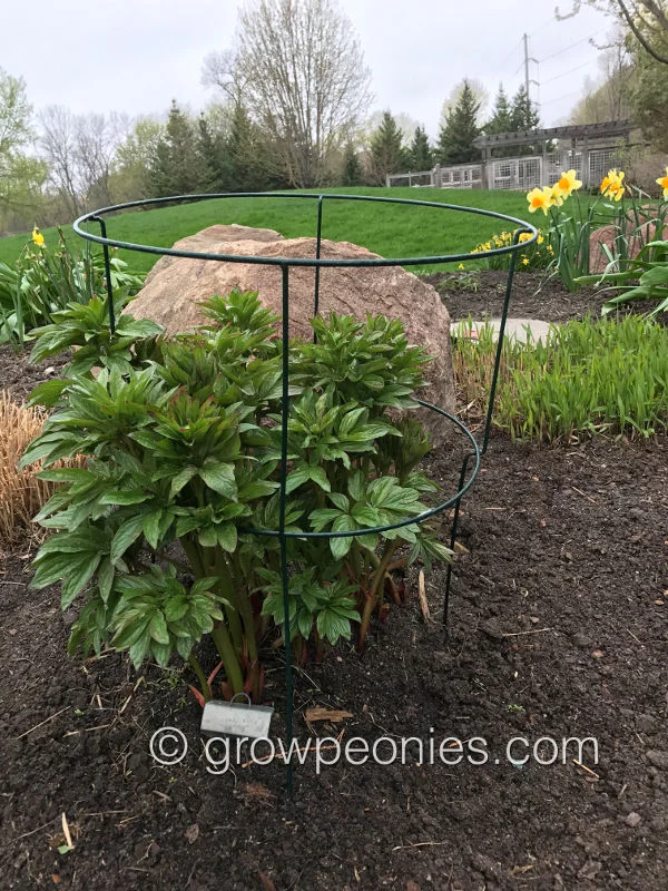 peony-caged-in-garden.jpg