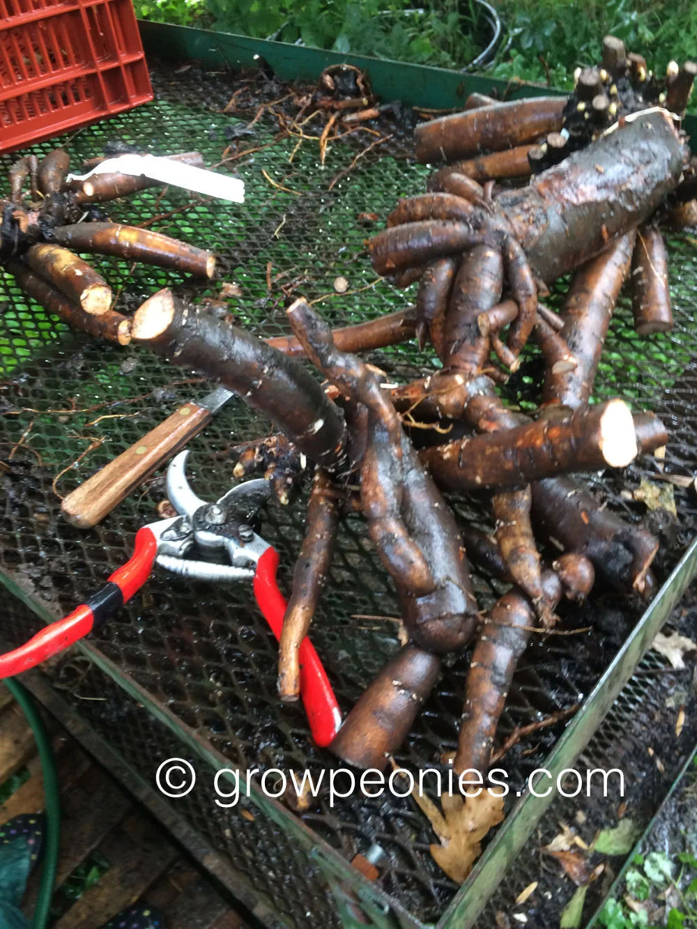 peony-dividing-tools-roots.jpg