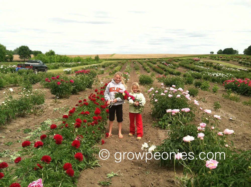 peony-field-girls 3.jpg