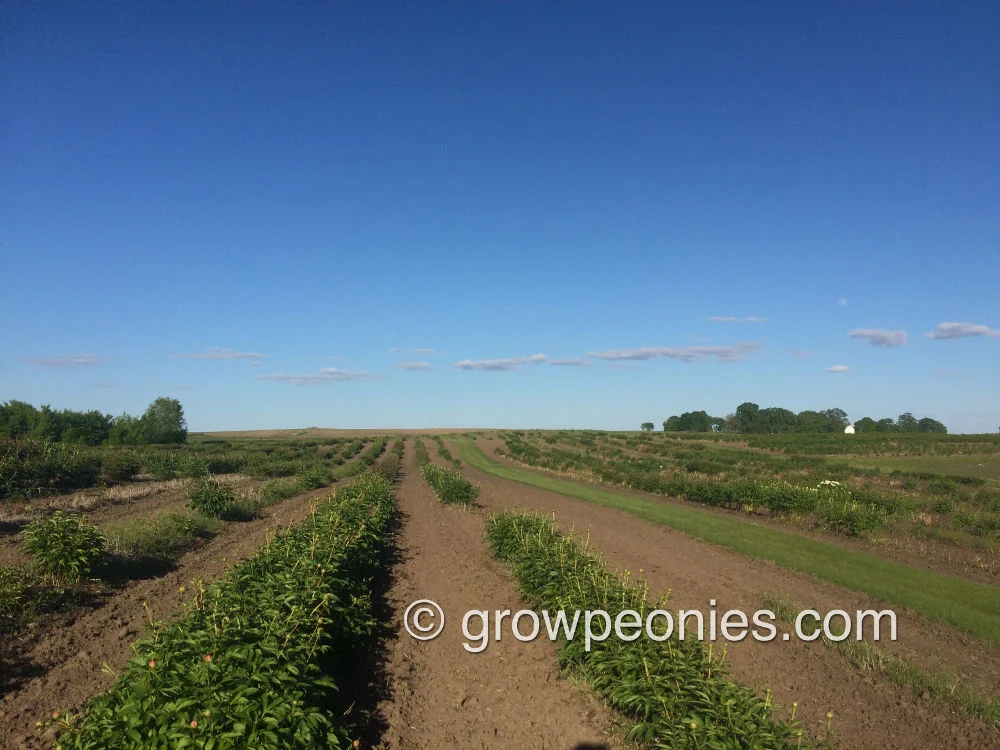 peony-field-rows-2.jpg