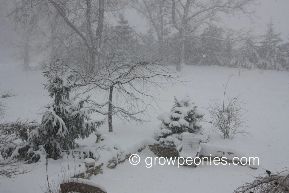 winter-garden-peonies.jpg