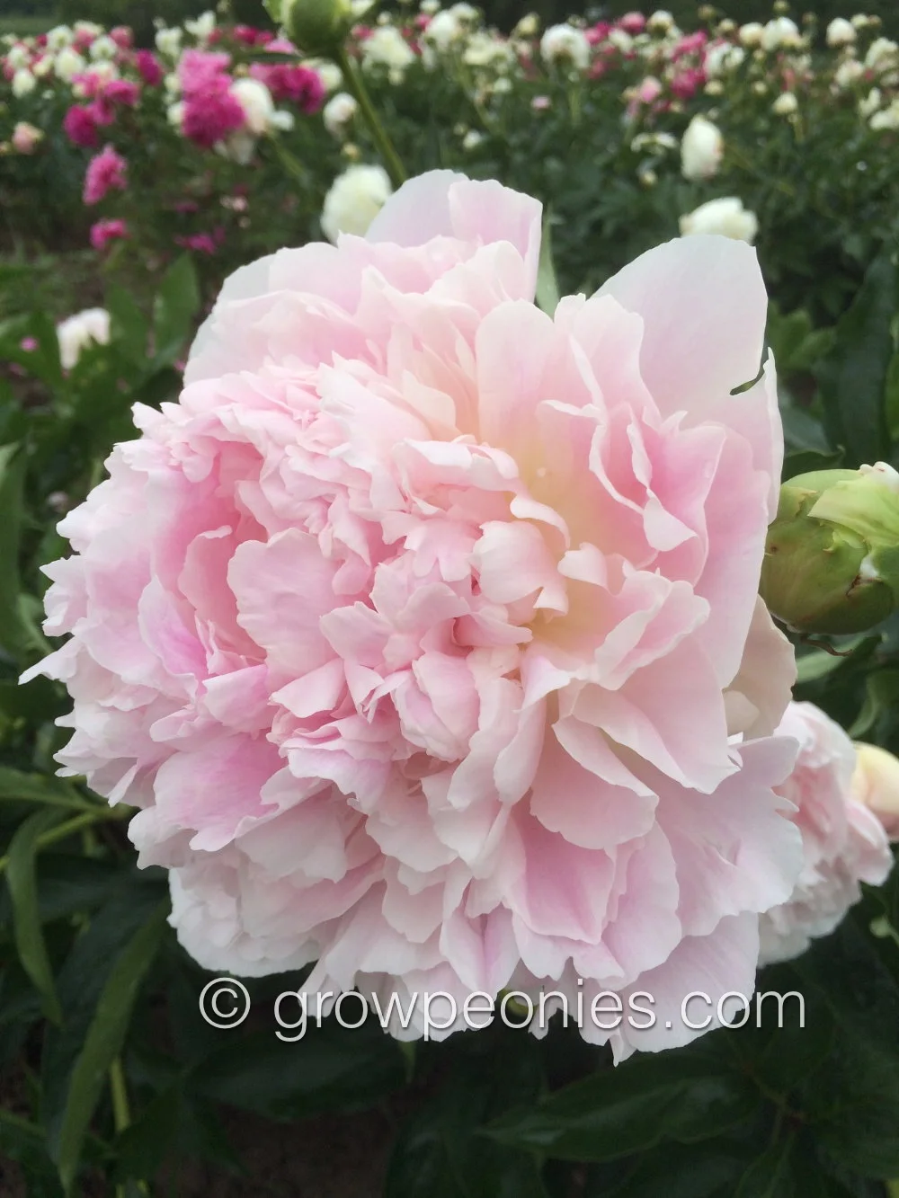 cornelia-shaylor-peony-closeup.jpg