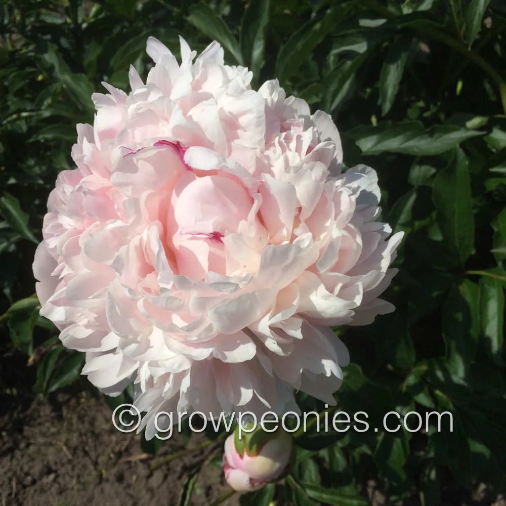 missie's-blush-peony-closeup.jpg