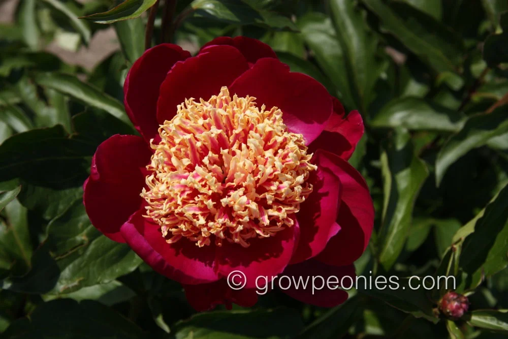sword-dance-peony-closeup1.jpg